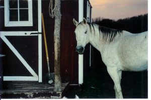 Barn Sour Horses